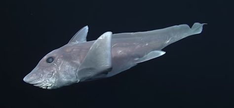 Ghost Shark, Shark Gif, Shark Film, Frilled Shark, Deep Sea Life, Species Of Sharks, Monterey Bay Aquarium, Great White Shark, Weird Animals