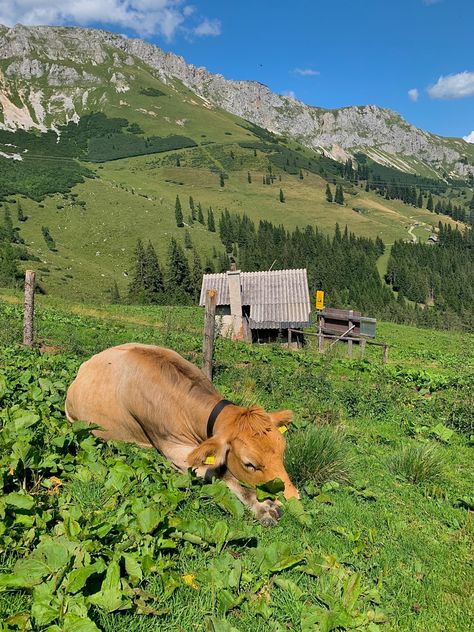 #cow #cute #summer #nature #alps #austria #switzerland #spring #hiking