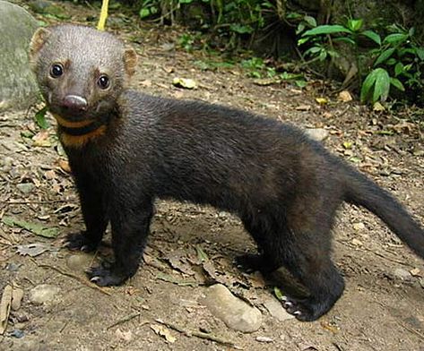 juvenile Tyyra, even temperaments and they eat everything central and south America Rare Animals, Nature, Wart Hog, Canine Teeth, Small Mammals, Animal Ideas, African Wild Dog, Honey Badger, Incredible Creatures