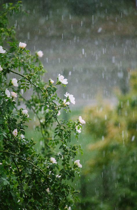 Fresh Rain Aesthetic, Rainy Day Nature Pictures, Country Rain Aesthetic, Beautiful Spring Pictures Nature, Rain Spring Aesthetic, April Rain Aesthetic, Spring Aesthetic Rain, Rainy Day Asethic, Soft Rain Aesthetic