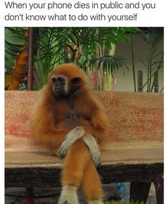 This is truly the most alone you can be. Like & Repin thx. Follow Noelito Flow instagram http://www.instagram.com/noelitoflow Orang Utan, Cele Mai Drăguțe Animale, Funny Animal Photos, Primates, Sweet Animals, Animal Photo, Animals Friends, Beautiful Creatures, Funny Cute