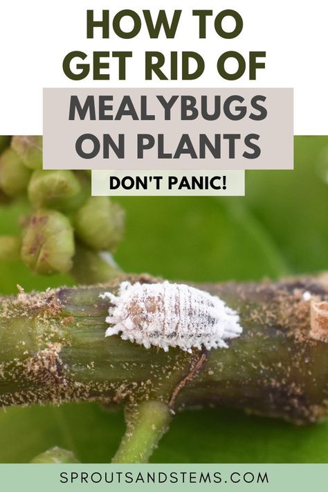 Bugs In Plants How To Get Rid, Pests On Plants, Mealy Bugs On House Plants, How To Get Rid Of Mealy Bugs On Plants, Mealy Bugs How To Get Rid Of, Mealybugs How To Get Rid, Get Rid Of Mealy Bugs, White Bugs On Plants, China Doll Plant