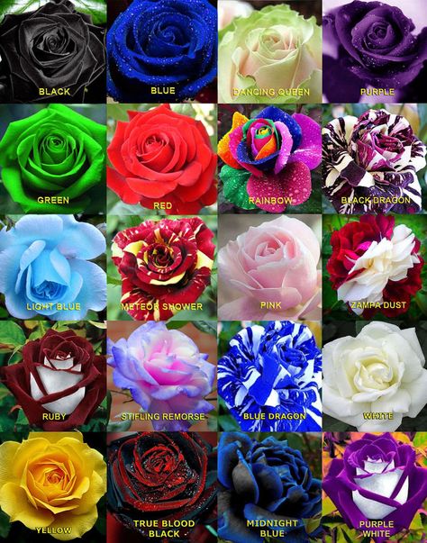 Roses #flowers learn how 2 #grow #roses http://www.growplants.org/growing/hybrid-tea-rose Buy 25x Rare Multi-Colors Rainbow Rose Flower Seeds Rose Belle, Hybrid Tea Rose, Rare Roses, Rose Seeds, Wallpaper Flower, Belle Rose, Rainbow Roses, Growing Roses, Hybrid Tea Roses