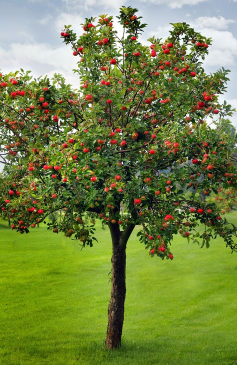 Fruit Garden, Apple Tree Farm, Apple Tree Care, Apple Garden, Growing Fruit Trees, Tree Care, Growing Fruit, Fruit Plants, Cherry Tree