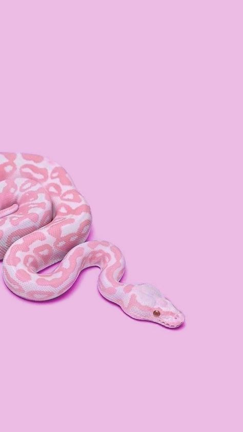 Pink Medusa Wallpaper, Iphone Hd Wallpaper Ios, Pink Snake Wallpaper, Wallpaper Snake, Wallpaper For Ios, Pretty Snakes, Snake Wallpaper, Ultra Hd Wallpaper, Cute Snake