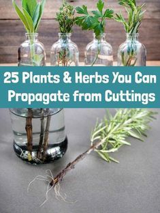 Planting From Cuttings, How To Propagate Herbs From Cuttings, Propagating Garden Plants, Indoor Plants Propagation, How To Grow Cuttings From Plants, Propagation Ideas Diy, Plants That Are Easy To Propagate, Easy To Propagate Plants, Indoor Herbs To Grow