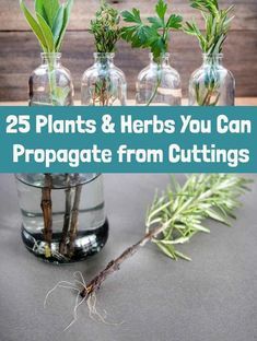 How To Propagate Herbs From Cuttings, Planting From Cuttings, Propagating Garden Plants, Indoor Plants Propagation, Propagation Ideas Diy, How To Grow Cuttings From Plants, Easy To Propagate Plants, Plants That Are Easy To Propagate, How To Propagate House Plants