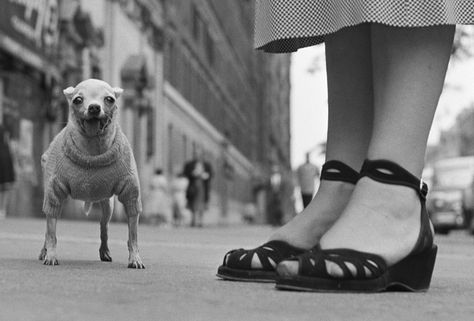 Small dog standing by woman. New York City, USA. 1946. © Elliott Erwitt / Magnum Photos Blond Amsterdam, Henri Cartier Bresson, Elliott Erwitt, Elliott Erwitt Photography, York Dog, Study Photography, Photographer Portfolio, Gelatin Silver Print, Documentary Photographers