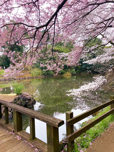 📍Shinjuku Gyoen - Tokyo, Japan One of the best spots to enjoy cherry blossoms in Tokyo. Tokyo Aesthetic, Japan Cherry Blossom, Cherry Blossom Japan, Tokyo Japan Travel, Go To Japan, Pretty Landscapes, Japan Aesthetic, Tokyo Travel, Aesthetic Japan