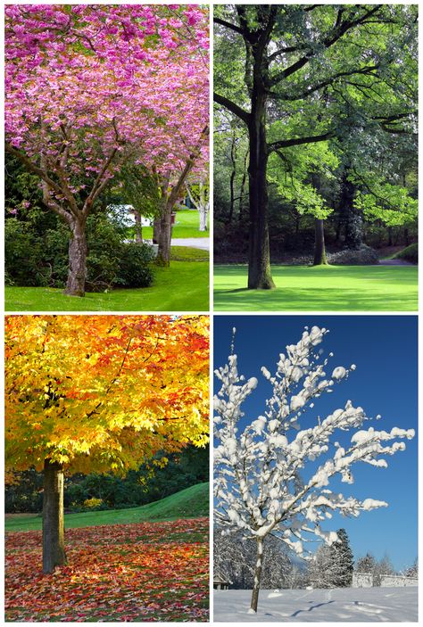 winter spring summer fall | ... asks: Why are the seasons called winter, spring, summer, and fall Four Seasons Art, Seasons Lessons, Tree Collage, Collage Landscape, Landscape Canvas Art, Winter Print, Seasons Art, Seasons Of Life, Seasons Of The Year