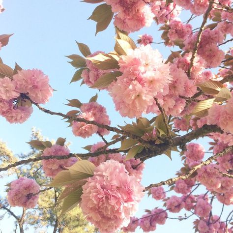 This flower tree is so stunning! It almost looks like pink carnations. Bonito, Nature, Pink Carnation Aesthetic, Dark Feminen, Like Green, Pink Carnations, Roses Pink, Carnation Flower, Spring Plants