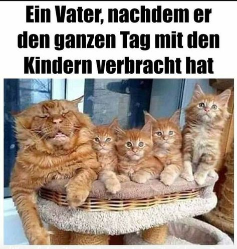 Humour, Tierischer Humor, Red Cat, Good Humor, Online Group, Sweet Animals, Wonderful Things, Viral Pins, Cat Love