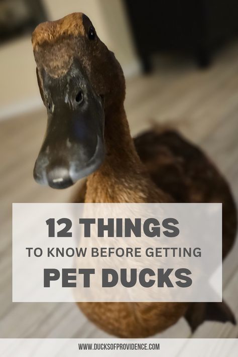 We made a blog post to share facts about ducks you should be aware of when you consider getting some as pets. Duck As A Pet, Owning A Duck, Pet Ducks Indoor, Duck Pets, Ducks As Pets, Facts About Ducks, Duck Pet, Duck Care, Keeping Ducks