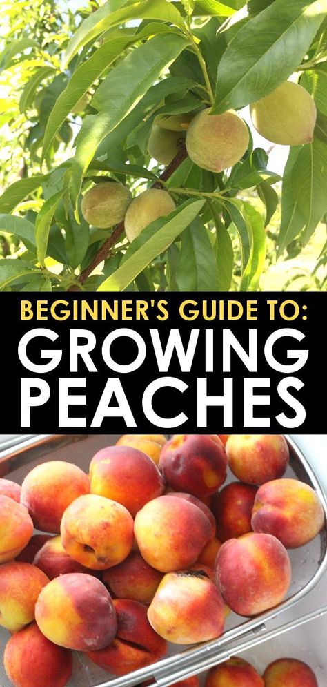 Fruit Trees Garden Design, Tree Garden Design, Fruit Trees Backyard, Fruit Tree Garden, Peach Orchard, Growing Fruit Trees, Organic Pesticide, Peach Tree, Fresh Peaches