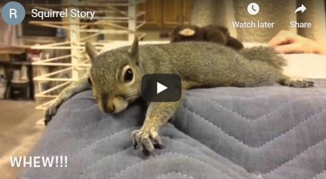 Funny Squirrels Hilarious, House Squirrel Video, Pet Squirrel Videos, Funny Squirrel Videos, Squirrel Toys, Squirrels Funny, House Squirrel, Funny Squirrel Pictures, Squirrel Video