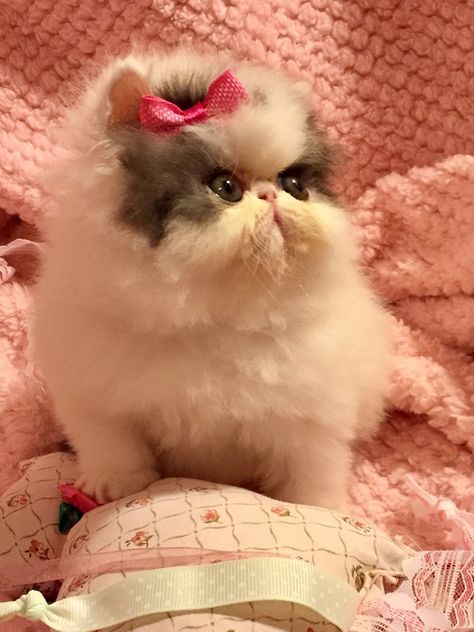 Persian Cat Dressed Up, Munchkin Persian Cat, Teacup Persian Cats, Cats Persian, Himalayan Persian Cats, Aesthetic Cat Tattoo, Persian Cats For Sale, Persian Kittens For Sale, Munchkin Kitten