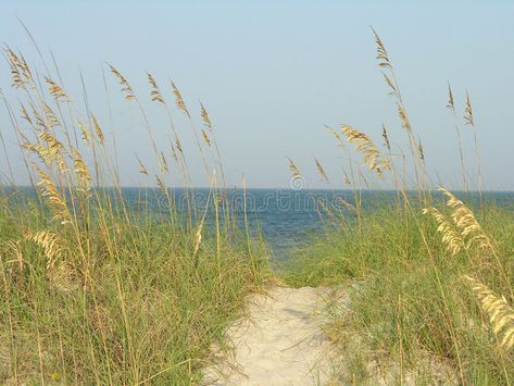 Beach Pathway, Sea Oats, Creative Icon, Beach Landscape, Icons Design, Logo Design Inspiration, Logo Inspiration, Design Logo, Oats