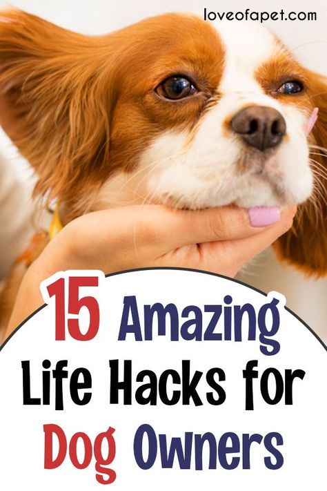 Puppy Binder, Dog Tricks Easy, Dog Paw Care, Dog Life Hacks, Pet Tips, Pet Advice, Cat Care Tips, Dog Tips, Dog Info