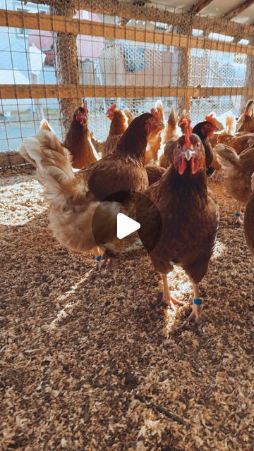 First Colony Farms Alaska on Instagram: "If you have a rooster who thinks he’s boss try this summation technique! 🐓 one of our roosters thinks he’s all that and has been attacking us recently and we can’t have that! This technique has been working you have to do it a few times to to show them that you are the boss and not them but it works! 

#offgrid #farmlife #chickens #roosters #willow #alaska #goodlife #trending #homesteading" Keeping Chickens, Willow Alaska, 200k Views, Chickens And Roosters, Chicken Diy, Be The Boss, Raising Chickens, Off The Grid, The Boss