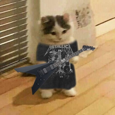 Guitar, Metallica, A Cat, Electric Guitar