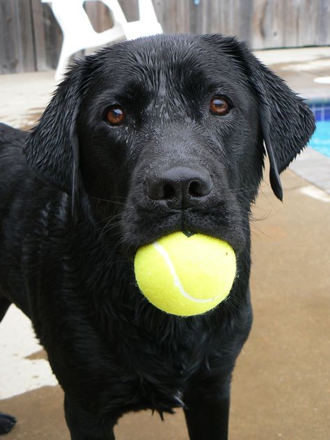 The simplest things bring joy to a dog Black Labs, Labrador Nero, Labrador Noir, Dogs Labrador, Lab Puppy, Black Labrador Retriever, Lab Dogs, Black Lab Puppies, Labrador Retriever Puppies