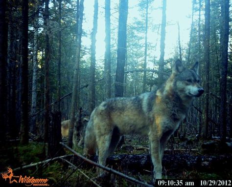 Trail cam munising Mich. approx. 30 min. from me.  healthy wolf. Nature, Trap Photos, Miscellaneous Aesthetic, Trail Cam, Camera Photos, Trail Camera, Aesthetic Pins, Grey Wolf, Wolf Dog