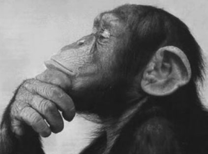 What Highly Conscious People Talk About. {Video} Humour, Baby Chimpanzee, Monkey Mind, Monkey Pictures, Mandrill, Respiratory Therapy, Demotivational Posters, Lost In Thought, Monkey Business