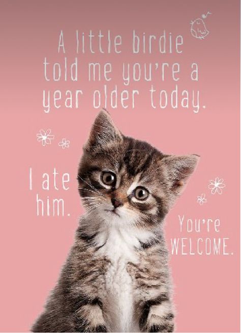 Forgot Birthday Funny, Funny Birthday Pictures, Birdie Birthday, Birthday Kitty, Funny Birthday Message, Happy Birthday Cat, Birthday Greetings Funny, Funny Happy Birthday Wishes, Birthday Cat