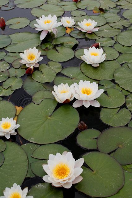Lily Lotus, Water Lilly, Lily Pond, Deco Floral, Alam Semula Jadi, Water Flowers, Water Lily, Flower Aesthetic, Water Plants