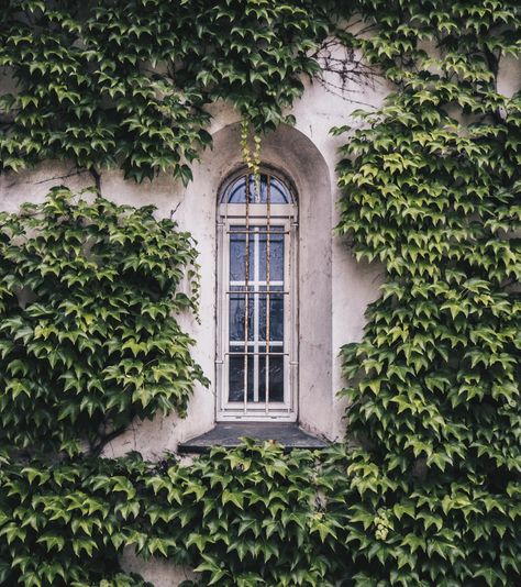 Garden Climbers, Parthenocissus Tricuspidata, Boston Ivy, Ficus Pumila, Ivy Wall, Hedera Helix, Virginia Creeper, Ivy Vine, English Ivy