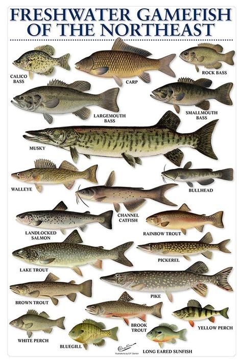 Freshwater Fish Chart Vitamin Chart, Decimal Chart, Vitamin Charts, Jack Coleman, Reflexology Foot Chart, Hogans Heroes, Hand Reflexology, Reflexology Chart, Multiplication Chart