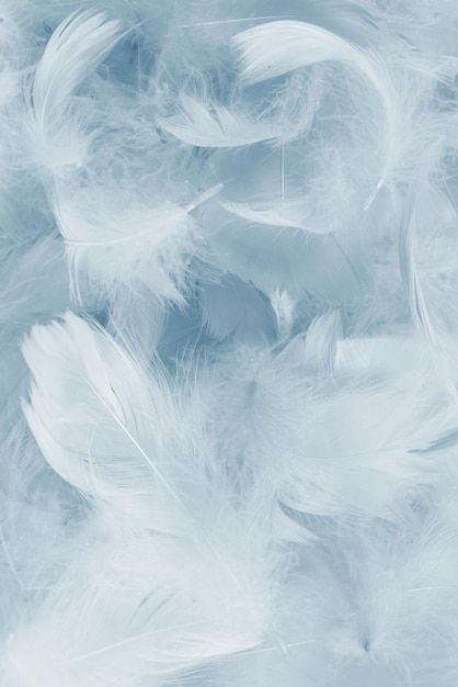 Abstract Feather, Feather Background, Feather Texture, Elegant Texture, Texture Abstract, Abstract Texture, Colorful Feathers, White Feathers, Iconic Photos