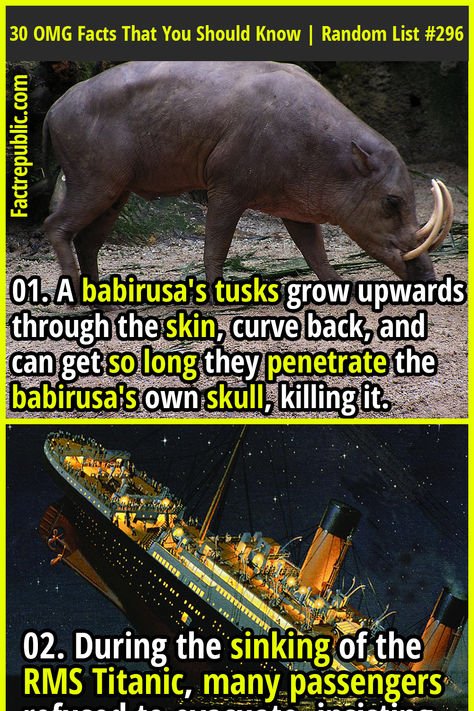 01. A babirusa's tusks grow upwards through the skin, curve back, and can get so long they penetrate the babirusa's own skull, killing it.  #animal #didyouknow #disaster #wtf #titanic #science #knowledge #education Random Facts, Random Science Facts, Mind Blowing Thoughts, Science Knowledge, Fact Republic, Killing It, Science Facts, Weird Facts, Mind Blowing