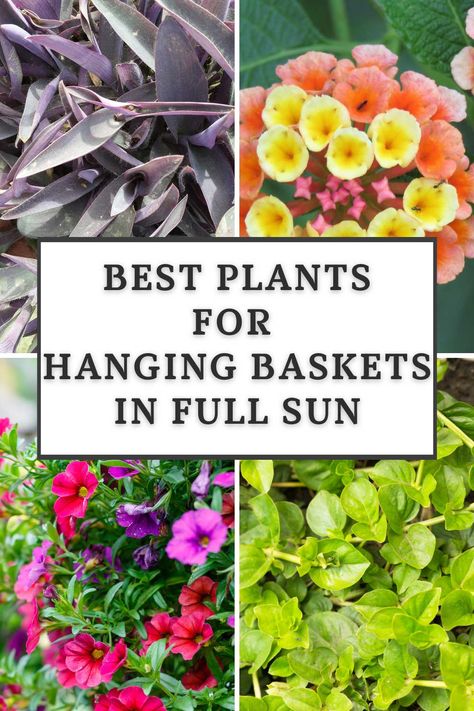 Hanging Basket Ideas, Lobelia Flowers, Gemüseanbau In Kübeln, Hanging Plants Outdoor, Full Sun Plants, Plants For Hanging Baskets, Flower Baskets, Hanging Flower Baskets, Best Plants