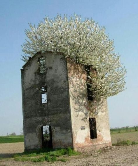 Tree growing inside an old ruin- nature will have it's way! Abandoned Mansions, Abandoned Houses, Old Barns, Old Building, Matka Natura, Urban Exploring, Find A Way, Abandoned Buildings, Old Buildings