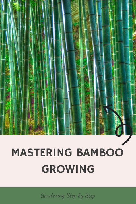 Tranquil bamboo forest with text "Mastering Bamboo Growing, Gardening Step by Step" overlaying the image. How To Plant Bamboo In Pots, Bamboo In The Garden, How To Plant Bamboo, How To Grow Bamboo, Bamboo Growing, Indoor Bamboo Plant, Root Barrier, Phyllostachys Nigra, Clumping Bamboo