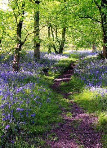 Awakening Consciousness, Forest Path, Woodland Garden, Healing Meditation, New Forest, Walk In The Woods, Jolie Photo, English Countryside, Spiritual Life