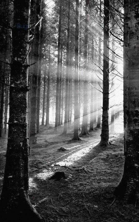 Beautiful sunlight in black and white! Sun Piercing, Forest Sunlight, Sacred Grove, Shadow Tree, Tree Shadow, White Trees, Forest Light, Black And White Landscape, Seni 3d