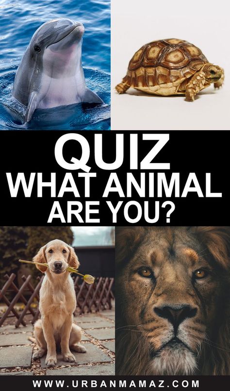 Quiz what animal are you Animal Personality Types, What Type Of Animal Are You, What Squishmallow Are You Quiz, Which Animal Are You, What Animal Am I Quiz, What Animal Am I, What Is My Spirit Animal, What Are You Quiz, Spirit Animal Quiz