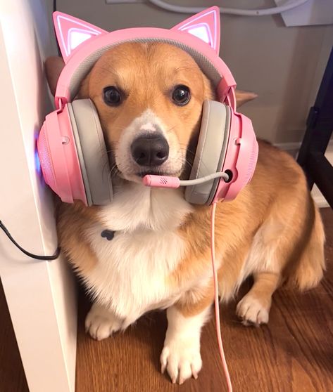 Dog With Headphones Pfp, Dog With Headphones Aesthetic, Gamer Headset Aesthetic, Cute Gaming Headset, Gamer Cat Pfp, Pink Cat Headphones, Animals With Headphones, Pink Gamer Aesthetic, Girl Gamer Aesthetic