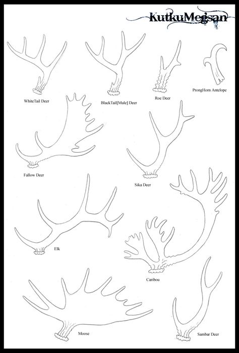 North American Antlers Basic Tutorial -KutkuMegsan by KutkuMegsan on @DeviantArt Moose Antlers Drawing, Antlers Side View, Antlers Drawing Reference, How To Draw Antlers, Antlers Reference, Types Of Antlers, Woman With Antlers, Deer Antler Drawing, Deer Antlers Drawing