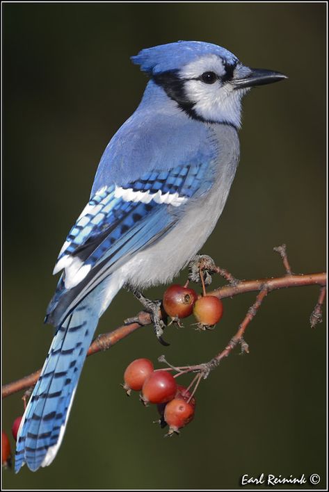 Blue Jay Photo, Bluejay Painting, Cardinal And Blue Jay, Blue Bird Tattoo, Blue Jay Tattoo, Bird Tattoo Ideas, Vogel Gif, Love Birds Painting, Blue Jay Bird