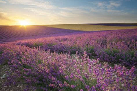 Meadow of lavender at sunse in fog. Nature landscape composition. Nature, Composition, Flowers, Lavender Meadow, Landscape Composition, Nature Landscape, Beautiful Pictures, Lavender, Natural Landmarks