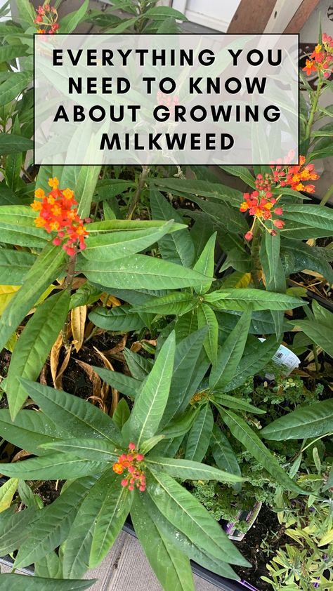 🦋 Unlock the secrets of successful milkweed cultivation with our comprehensive guide! Learn how to grow milkweed and create a butterfly haven in your own backyard. 🌱🌸 #ButterflyGarden #Milkweed #GardeningTips When To Plant Milkweed Seeds, How To Plant Milkweed Seeds, Growing Milkweed From Seed, Swamp Milkweed Garden, Milkweed Plant How To Grow, Butterfly Milkweed Plant, Milkweed Garden Design, Orange Milkweed, Rose Milkweed