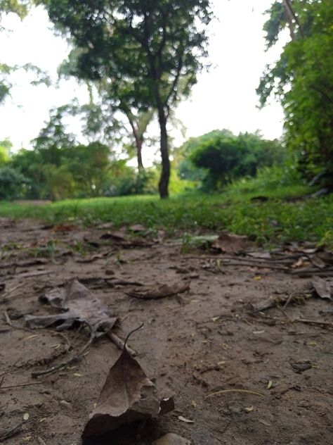 I really love the Smell of soil after rain ... #Love_nature Plants, Nature, Smell Of Soil After Rain, The Smell After Rain, After Rain, Rainy Day, Soil, Country Roads, Quick Saves