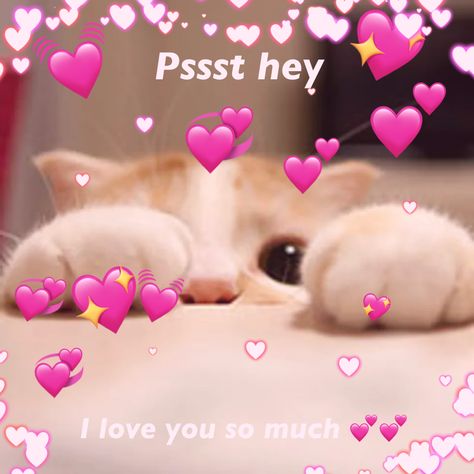 I Miss You Funny Pics, Love You Meme Funny, Cute Cat I Love You, I Love You Reaction, I Love You Wholesome, I Love You Cat Pictures, Cat I Love You, I Love You Meme, I Love You Reaction Pics