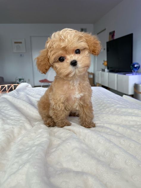 Snoopy, Angeles, Tea Cup Maltipoo, Teacup Maltipoo For Sale, Teacup Maltipoo, Teacup Poodle Puppies, Micro Teacup Puppies, Dream Puppy, Teacup Yorkies