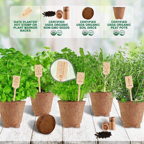 Amazon.com : Indoor Herb Garden Starter Kit - Certified 100% USDA Organic Non GMO - Potting Soil, Peat Pots, 5 Herb Seed Basil, Cilantro, Parsley, Sage, Thyme - DIY Kitchen Grow Kit for Growing Herb Seeds Indoors : Garden & Outdoor Indoors Garden, Cilantro Parsley, Date Plant, Peat Pots, Herb Garden Kit, Herb Garden In Kitchen, Indoor Herb, Growing Gardens, Garden Kit