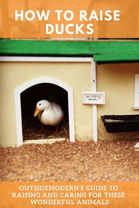 Backyard chickens have long been a popular choice among homesteaders, hipsters, foodies, and those who seek connection with the natural world, but backyard ducks have remained an oddball choice. Most people don’t even consider the option of raising ducks, though many find ducks to be cute, friendly, and delightful animals. This article focuses on how to raise ducks and the basics of setting up your own duck paradise. #raiseducks #duck Duck Coop Ideas Diy, Diy Duck Coop, Coop Ideas Diy, Duck House Ideas, Duck Coop Plans, Ducks Backyard, How To Raise Ducks, Duck Coop Ideas, Duck House Plans