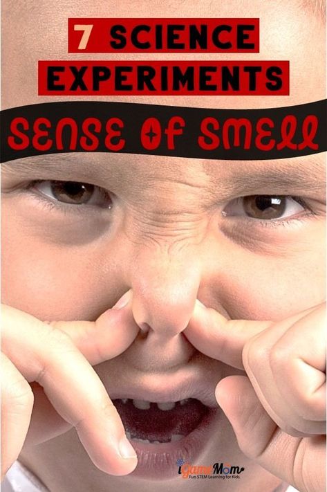 STEM resource for My 5 Senses unit. What are the five senses? Why can we smell? Fun science activities that answer kids questions about the sense of smell. Five senses activities for preschool kindergarten to high school. Five Senses Activities For Preschool, Sense Of Smell Activities, Five Senses Activities, My 5 Senses, Fun Science Activities, Prek Science, 5 Senses Activities, Food School, Science Technology Engineering Math